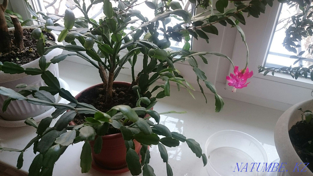 Декабрист, зигокактус, Шлюмбе?ргера Алматы - изображение 1