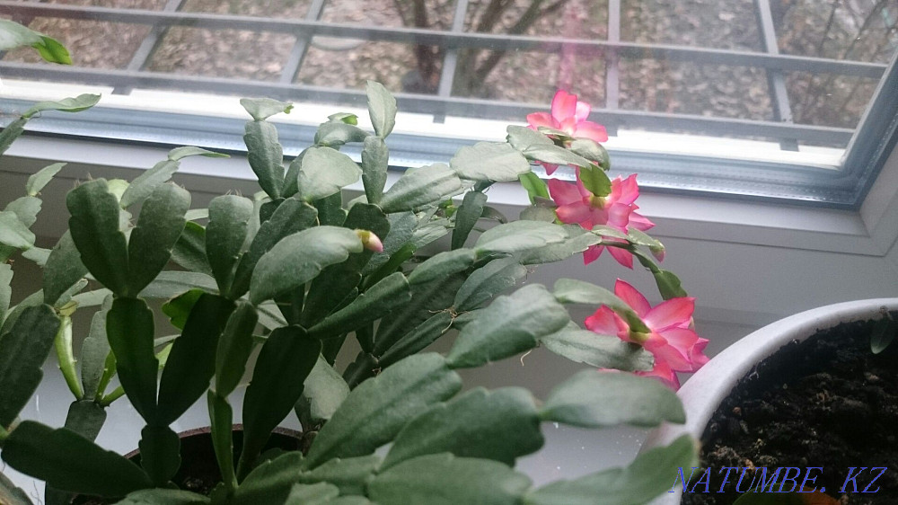 Декабрист, зигокактус, Шлюмбе?ргера Алматы - изображение 2