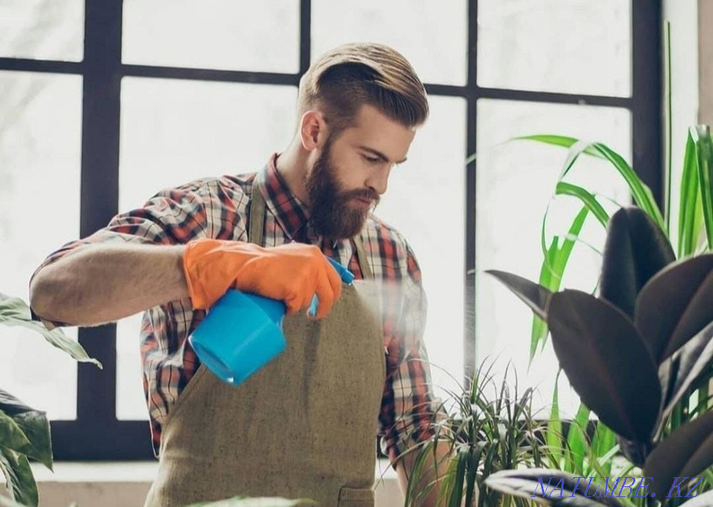 Professional houseplant transplant Astana - photo 1