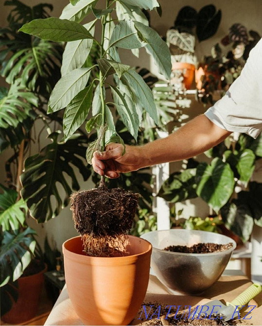 Professional houseplant transplant Astana - photo 5