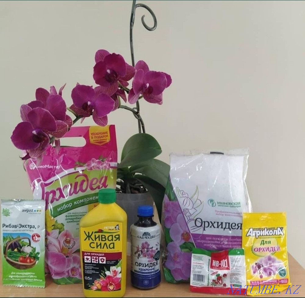 Professional houseplant transplant Astana - photo 3