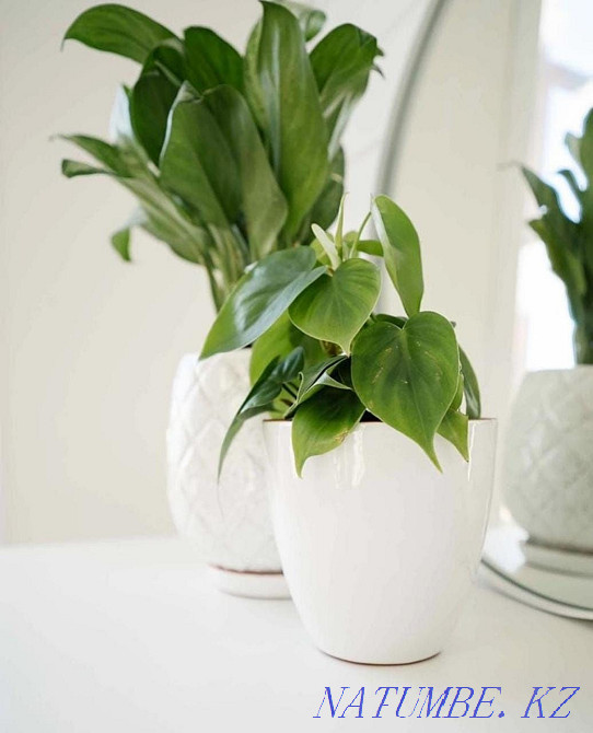 Professional houseplant transplant Astana - photo 8