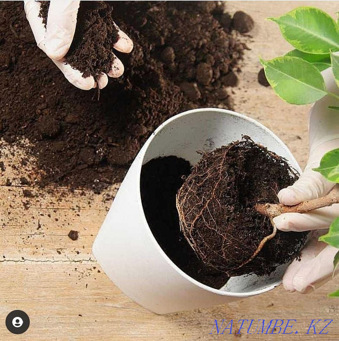 Professional houseplant transplant Astana - photo 4