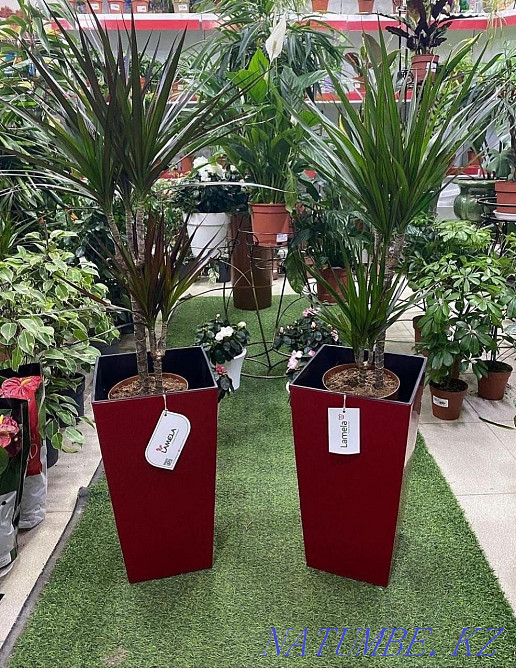 Professional houseplant transplant Astana - photo 6