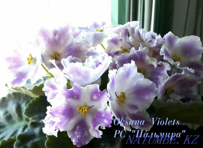 Varietal violets. Flowers. There are cuttings, children and grown-ups (starters) Almaty - photo 7