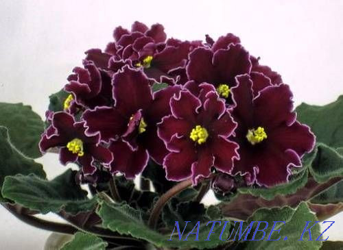 Varietal violets. Flowers. There are cuttings, children and grown-ups (starters) Almaty - photo 1