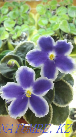 Varietal violets. Flowers. There are cuttings, children and grown-ups (starters) Almaty - photo 4