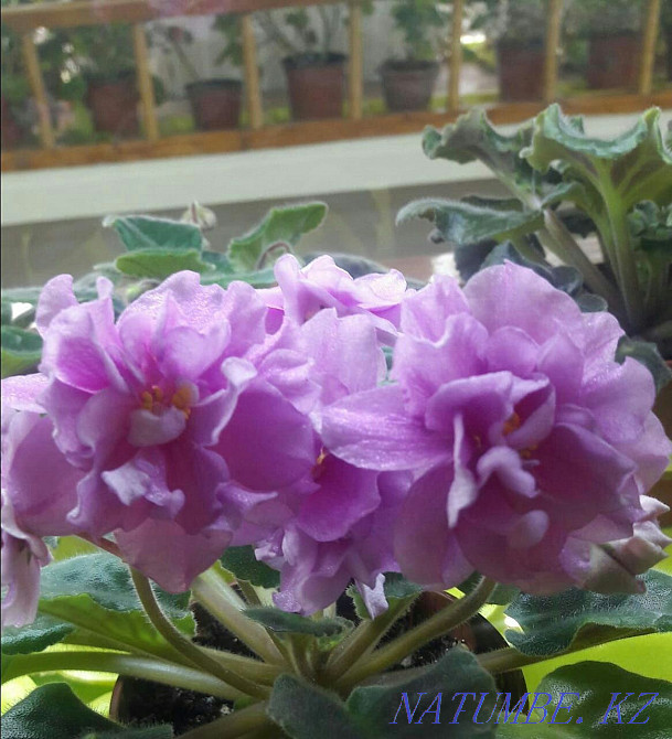 Varietal violets. Flowers. There are cuttings, children and grown-ups (starters) Almaty - photo 6