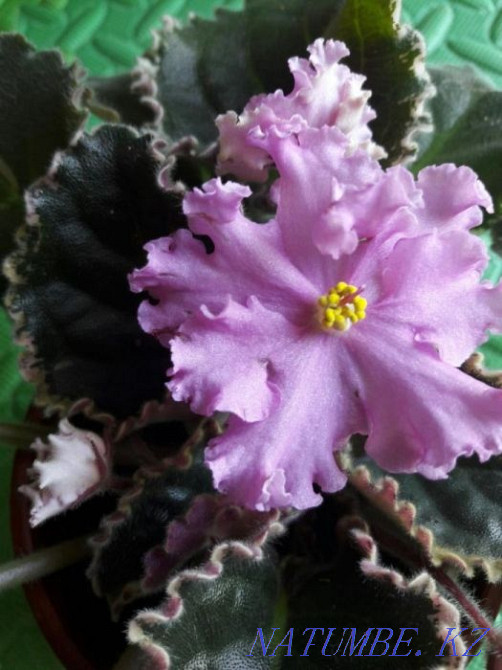 Varietal violets. Flowers. There are cuttings, children and grown-ups (starters) Almaty - photo 2