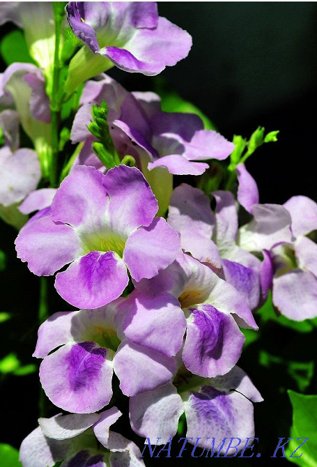 Azistasia reticularis Petropavlovsk - photo 1