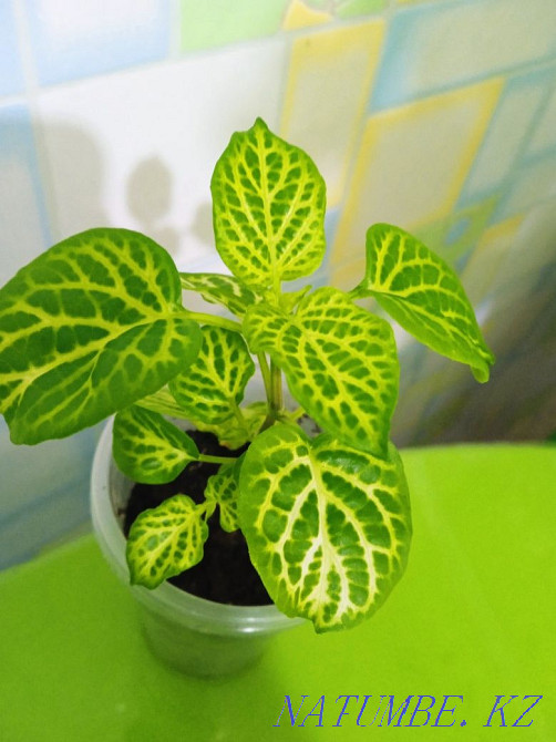 Azistasia reticularis Petropavlovsk - photo 3