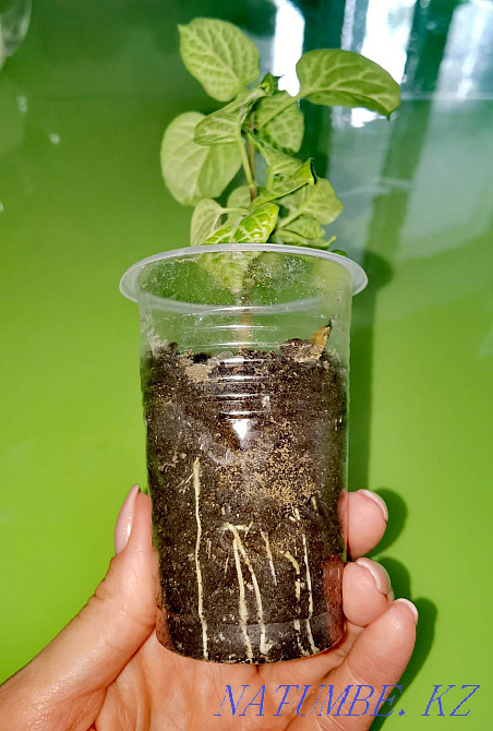 Azistasia reticularis Petropavlovsk - photo 4