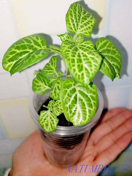 Azistasia reticularis Petropavlovsk - photo 2