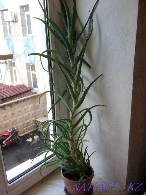 Алой древовидный лечебный Алматы - изображение 1