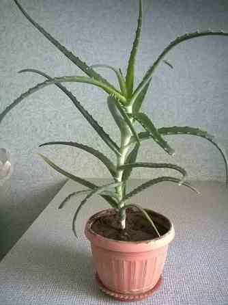 Продам комнатное растение Алое Almaty