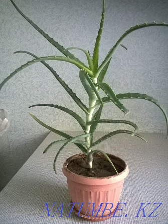 Aloe plant for sale Almaty - photo 1