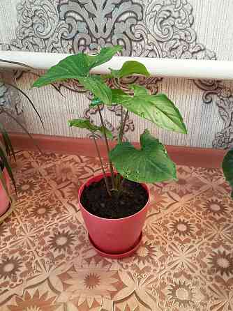 Растения для дома и офиса с доставкой Almaty