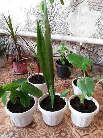 Растения для дома и офиса с доставкой Almaty