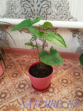 Растения для дома и офиса с доставкой Алматы - изображение 5