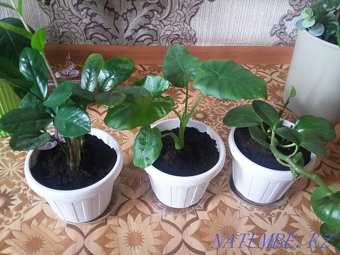 Plants for home and office with delivery Almaty - photo 4