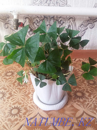 Plants for home and office with delivery Almaty - photo 8