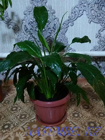 Растения для дома и офиса с доставкой Алматы - изображение 1