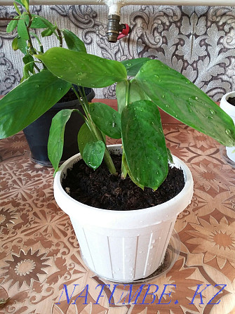 Растения для дома и офиса с доставкой Алматы - изображение 3