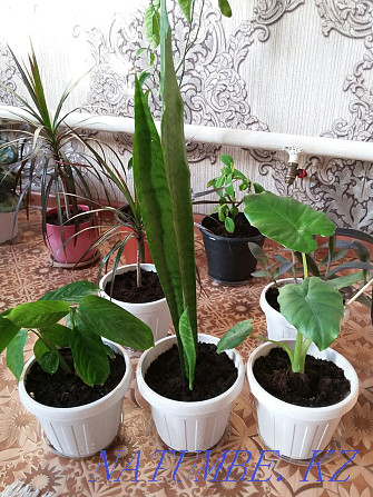 Plants for home and office with delivery Almaty - photo 2
