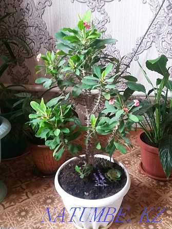 Растения для дома и офиса с доставкой Алматы - изображение 6