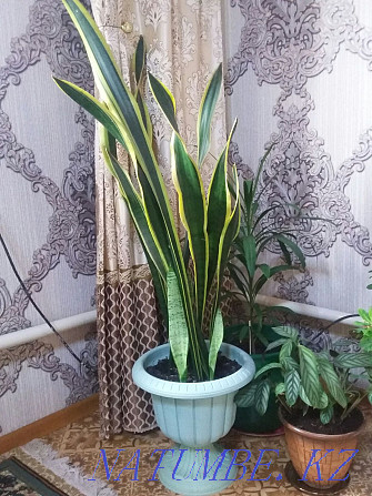 Растения для дома и офиса с доставкой Алматы - изображение 7