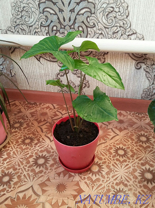 Растения для дома и офиса с доставкой Алматы - изображение 5