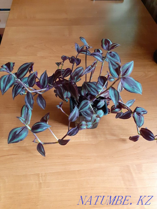 I will sell or exchange indoor flowers Oral - photo 1