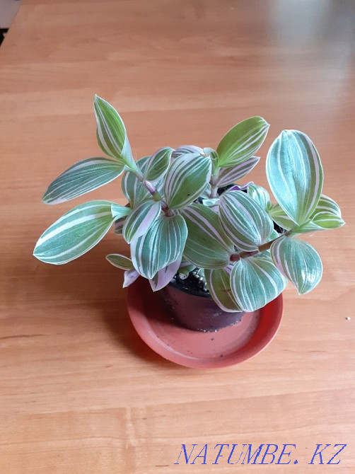 I will sell or exchange indoor flowers Oral - photo 2