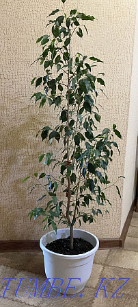 ficus Kostanay - photo 3