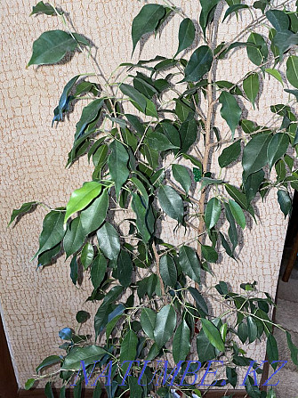 ficus Kostanay - photo 1