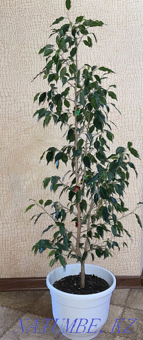Фикус Костанай - изображение 2