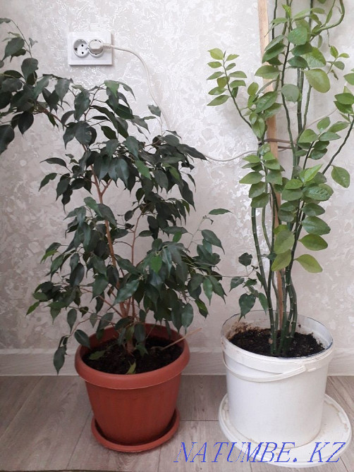 GIVE TWO pots for this price Aqtau - photo 3