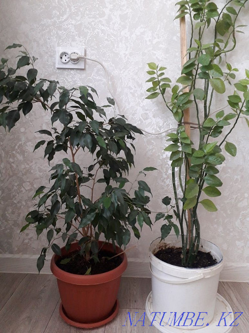 GIVE TWO pots for this price Aqtau - photo 1