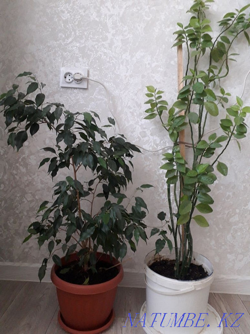 GIVE TWO pots for this price Aqtau - photo 2