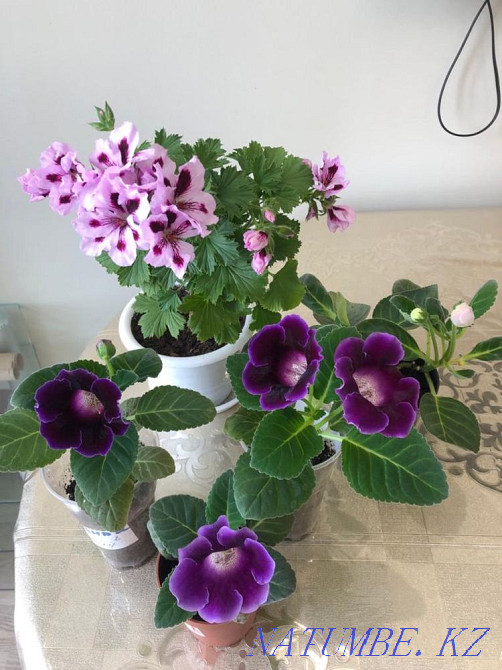 Комнатные цветы разные Астана - изображение 3