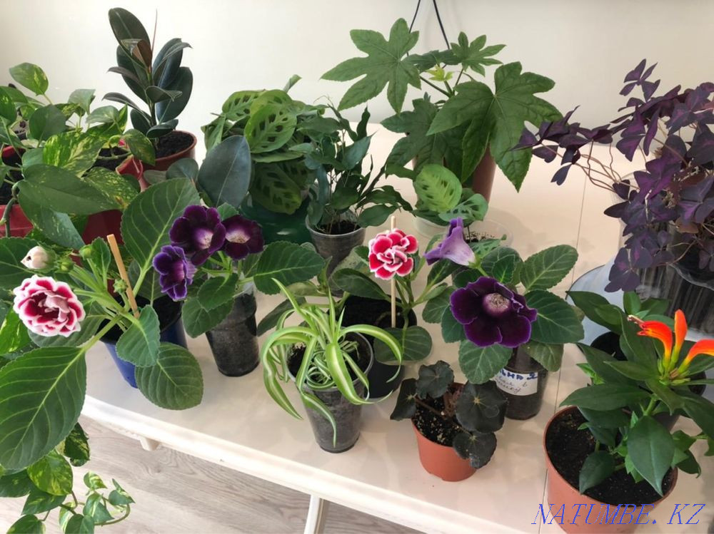 Комнатные цветы разные Астана - изображение 7