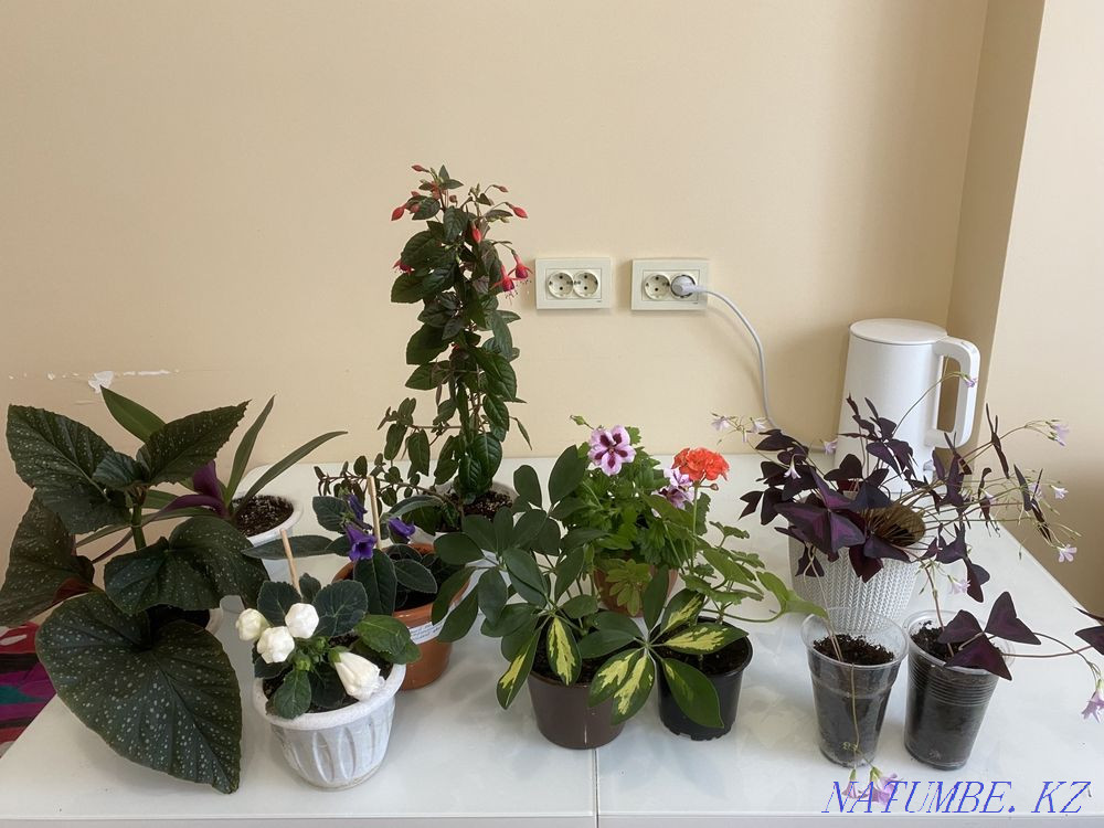 Комнатные цветы разные Астана - изображение 1