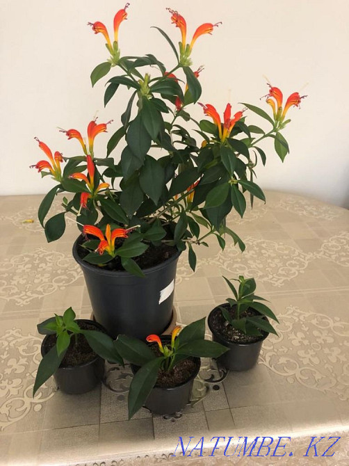 Комнатные цветы разные Астана - изображение 5