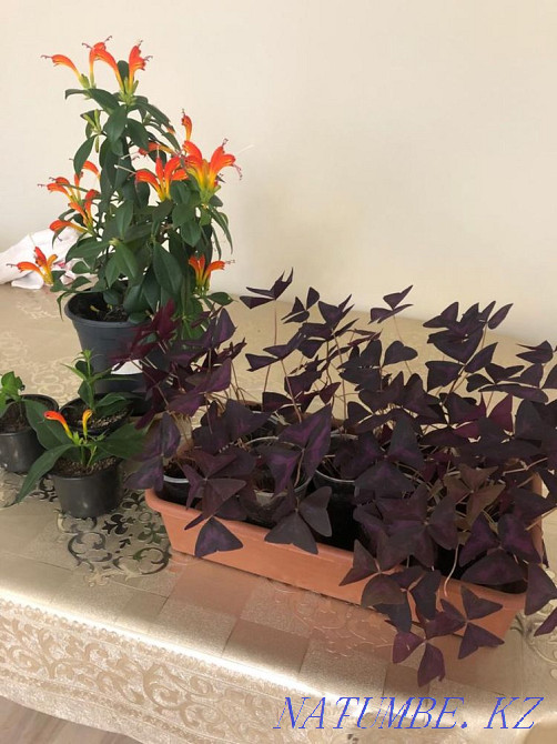 Комнатные цветы разные Астана - изображение 6