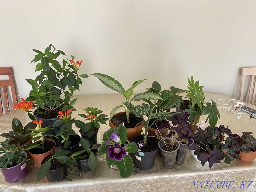 Комнатные цветы разные Астана - изображение 2