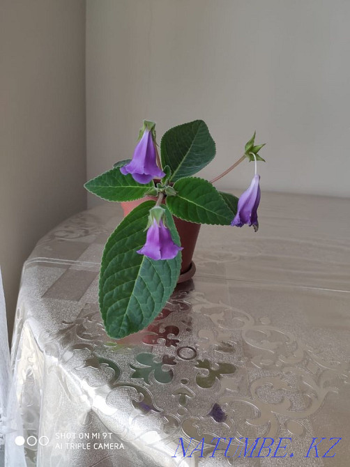 Комнатные цветы разные Астана - изображение 8