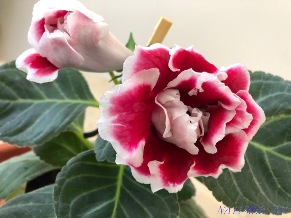 Комнатные цветы разные Астана - изображение 4