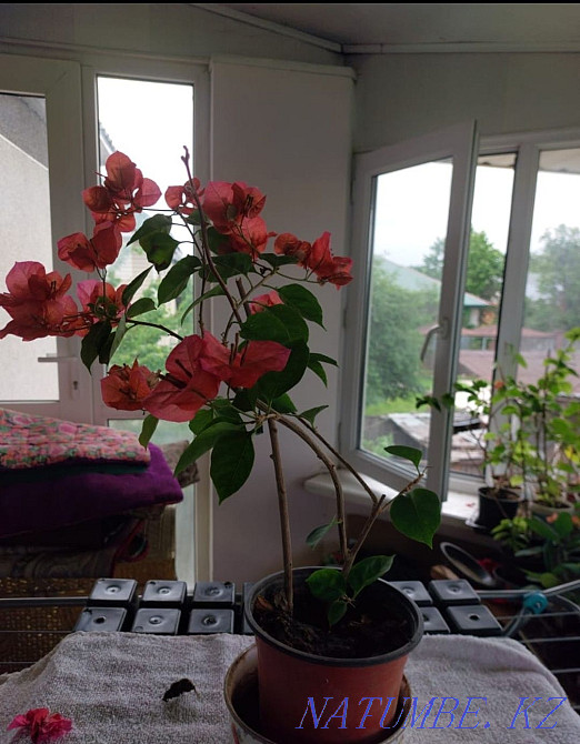 Комнатное растение Бугенвилия Алматы - изображение 2