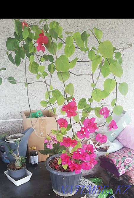 Комнатное растение Бугенвилия Алматы - изображение 3