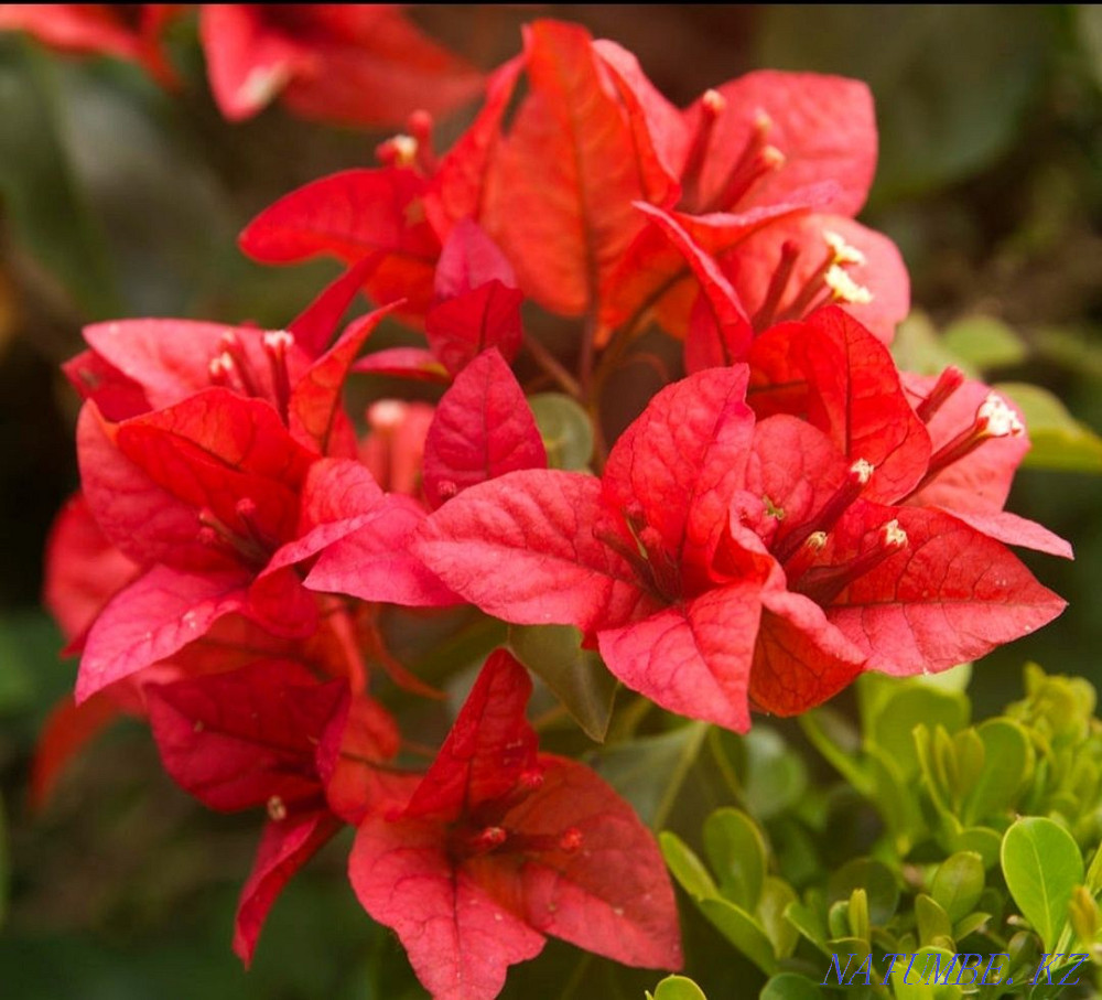 Комнатное растение Бугенвилия Алматы - изображение 1